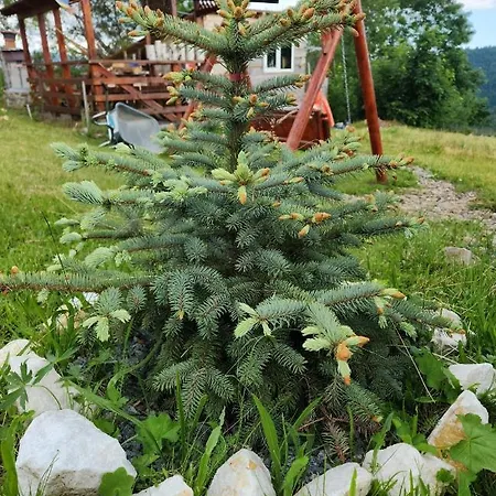 Lupul Din Apuseni