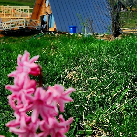 Lupul Din Apuseni